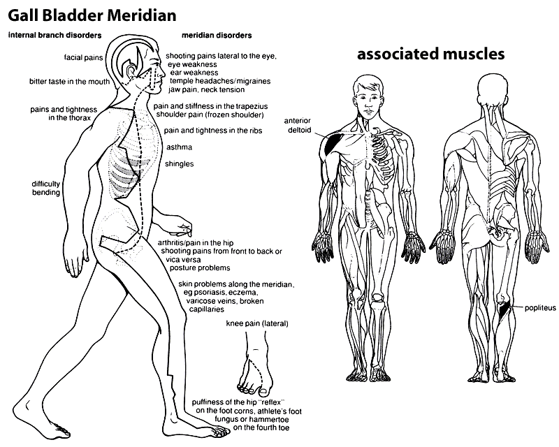 gallbladder